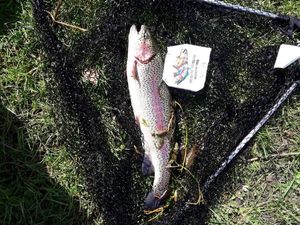 Rainbow Trout