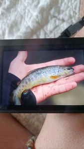 Brown Trout