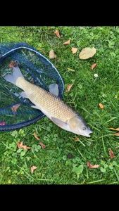 Grass Carp