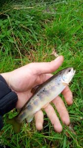 Brown Trout