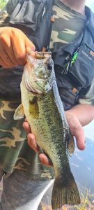 Largemouth Bass