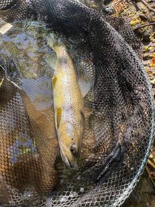 Brown Trout