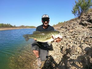 Largemouth Bass
