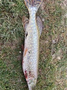 Northern Pike