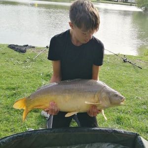 Common Carp