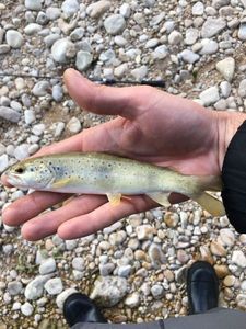 Brown Trout