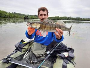 Zander