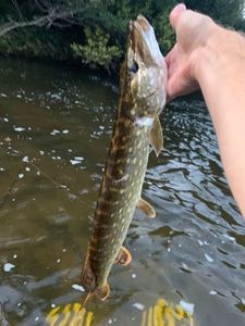 Northern Pike