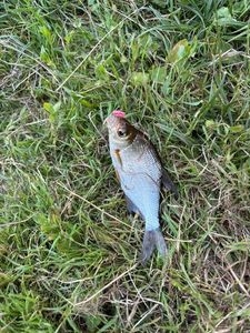 Common Bream