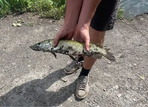 Northern Pike