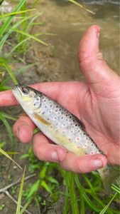 Brown Trout