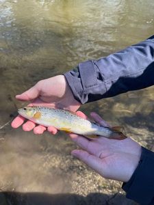Brown Trout