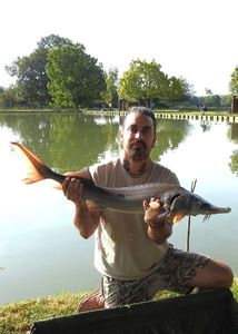 Siberian Sturgeon