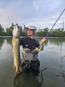 Northern Pike