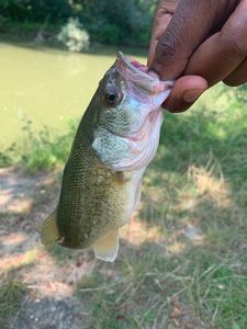 Largemouth Bass