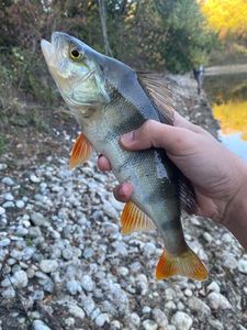 European Perch