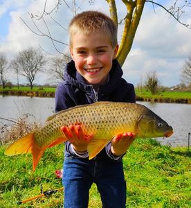 Common Carp