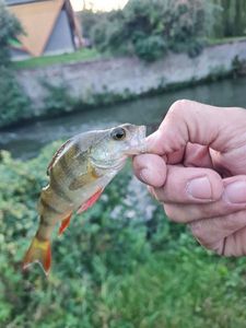 European Perch