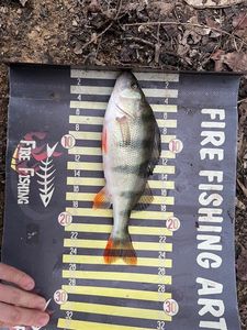 European Perch