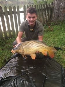 Common Carp