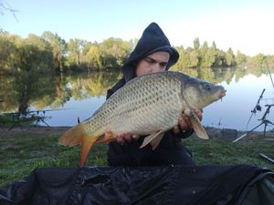Common Carp