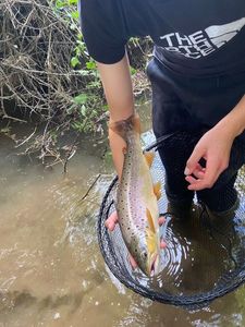 Brown Trout