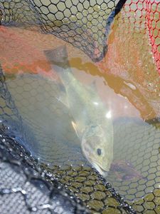 Largemouth Bass