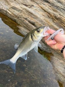 European Bass (Seabass)