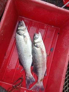 European Bass (Seabass)