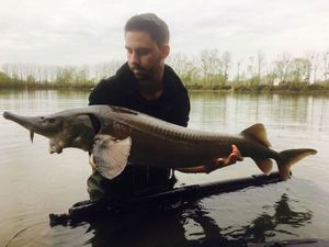 Sturgeon