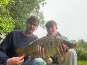 Common Carp
