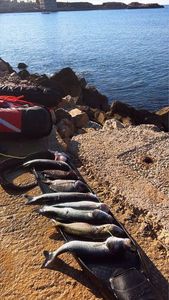European Bass (Seabass)