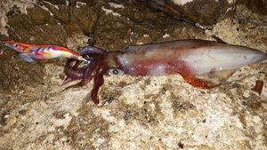 European Squid