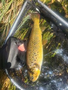 Brown Trout