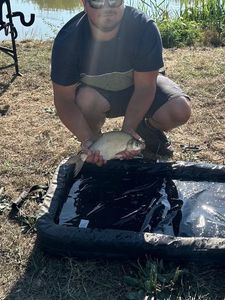 Common Bream