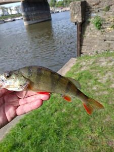 European Perch