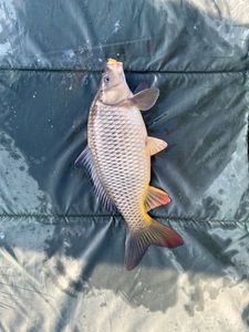 Crucian Carp