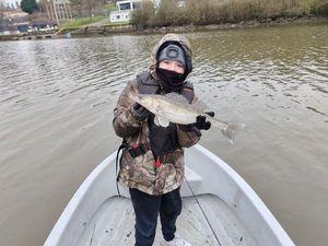 Zander