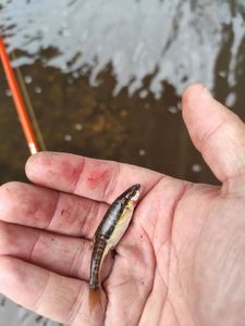 Common Minnow