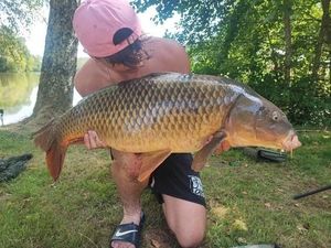 Common Carp