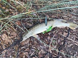 Northern Pike