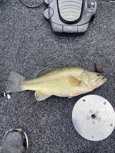 Smallmouth Bass