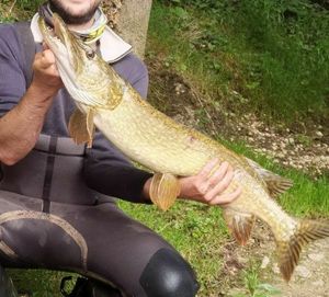 Northern Pike