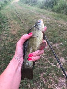 Tench