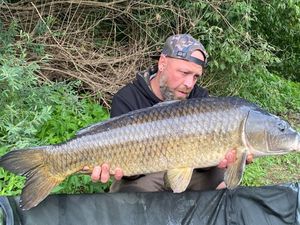 Common Carp