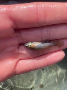 Mosquito Fish