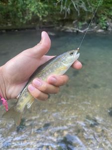 Brown Trout