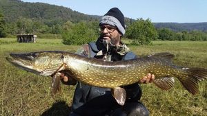 Northern Pike