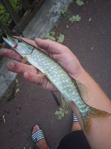 Northern Pike