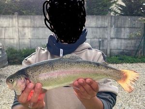 Rainbow Trout